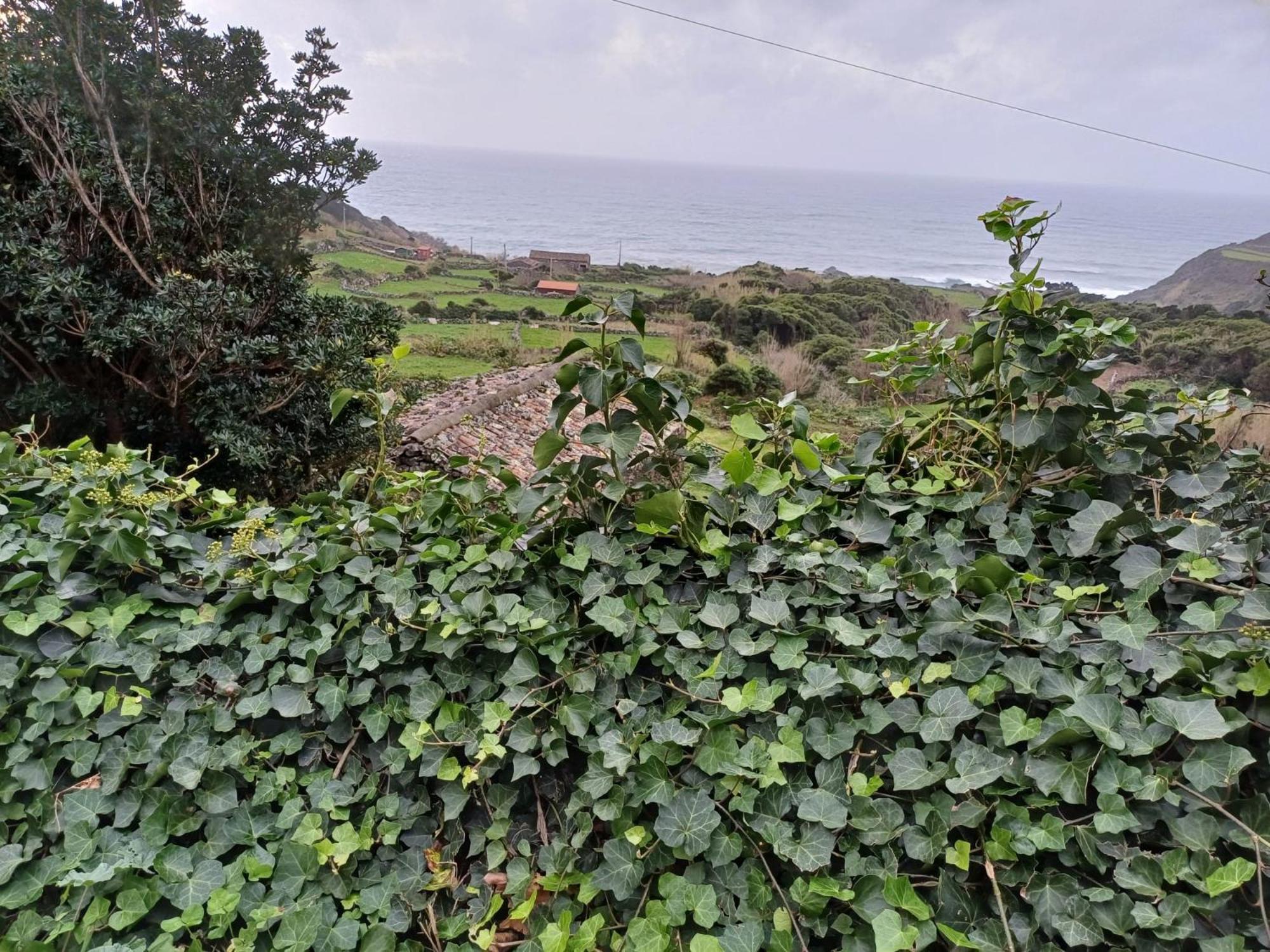 Vila Casa Da Queijaria Faja Grande Exteriér fotografie